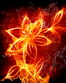 Flaming flower