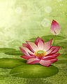 Hoa Sen