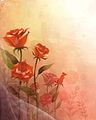 Hoa Hồng