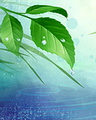 Giọt sương trên lá