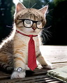 Funny cat