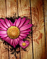 Flower heart