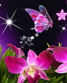 Butter Fly