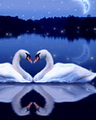 Love Swan