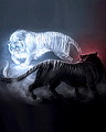 Hổ