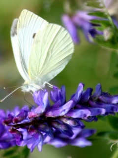 VipQua.Mobi