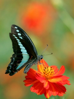 VipQua.Mobi