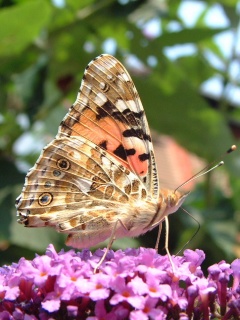 VipQua.Mobi