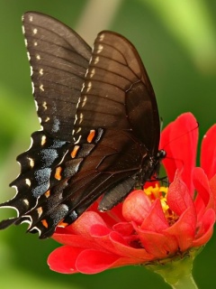 VipQua.Mobi