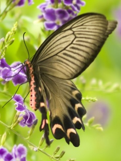 VipQua.Mobi