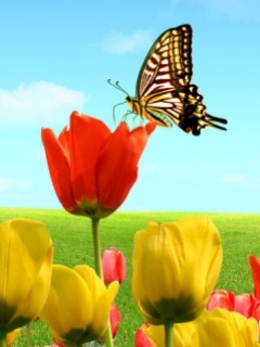 VipQua.Mobi