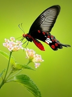 VipQua.Mobi