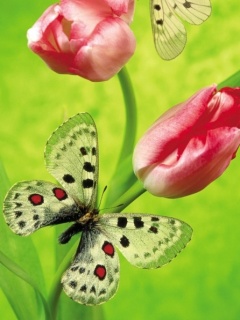 VipQua.Mobi