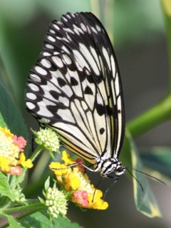 VipQua.Mobi