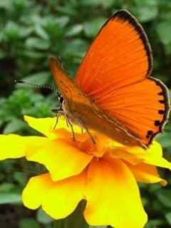 VipQua.Mobi