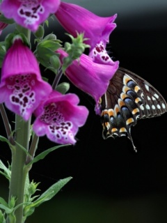 VipQua.Mobi