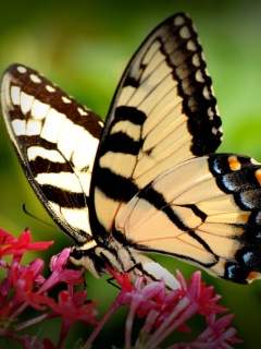 VipQua.Mobi