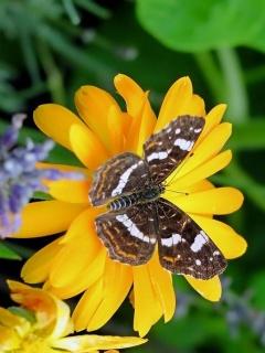 VipQua.Mobi
