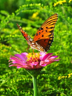 VipQua.Mobi