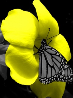 VipQua.Mobi