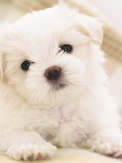 VipQua.Mobi