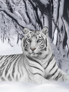 VipQua.Mobi