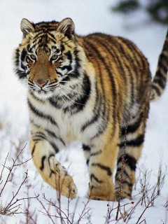 VipQua.Mobi