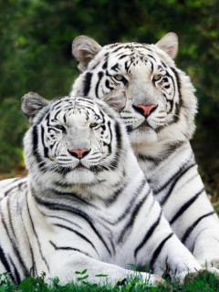 VipQua.Mobi