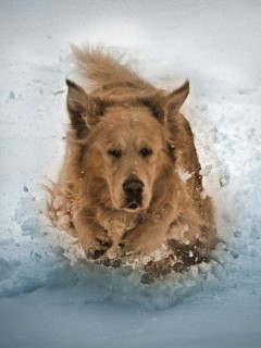 VipQua.Mobi