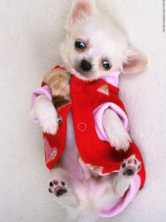 VipQua.Mobi