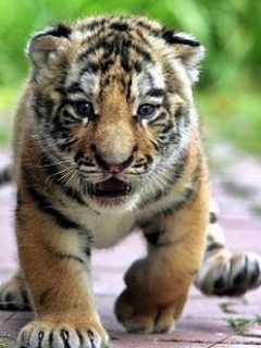 VipQua.Mobi
