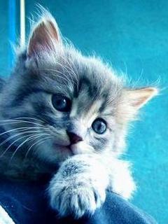 VipQua.Mobi