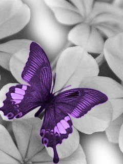 VipQua.Mobi