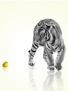 VipQua.Mobi