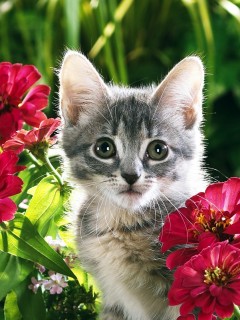 VipQua.Mobi