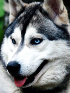 VipQua.Mobi