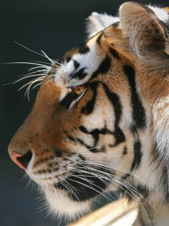 VipQua.Mobi