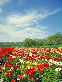 VipQua.Mobi