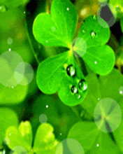 VipQua.Mobi