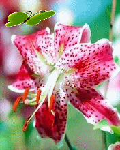 VipQua.Mobi