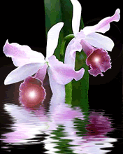 VipQua.Mobi
