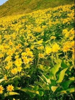 VipQua.Mobi