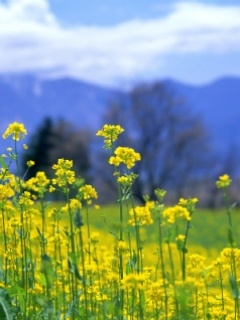 VipQua.Mobi