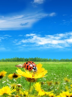 VipQua.Mobi