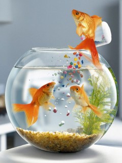 VipQua.Mobi