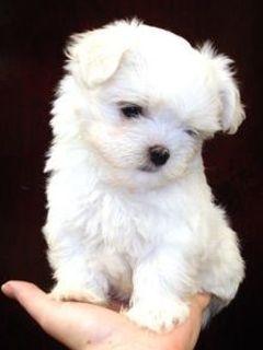 VipQua.Mobi