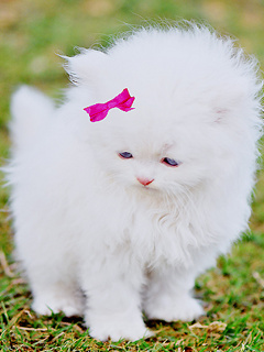 VipQua.Mobi