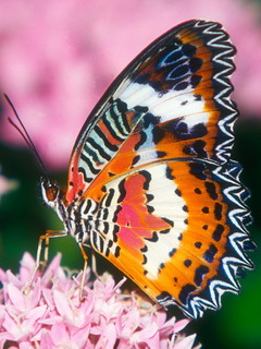 VipQua.Mobi