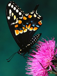 VipQua.Mobi