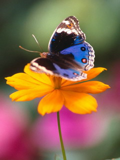 VipQua.Mobi